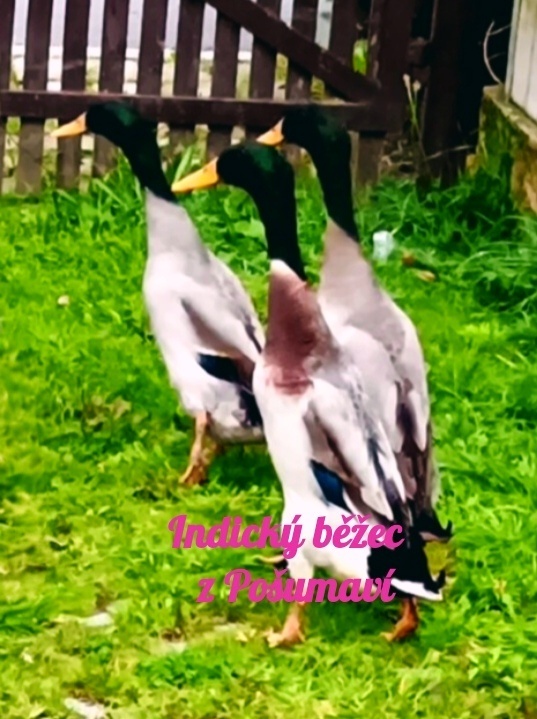 INDICKÝ BĚŽEC - LIKVIDÁTOR SLIMÁKŮ 🦆🦆🦆