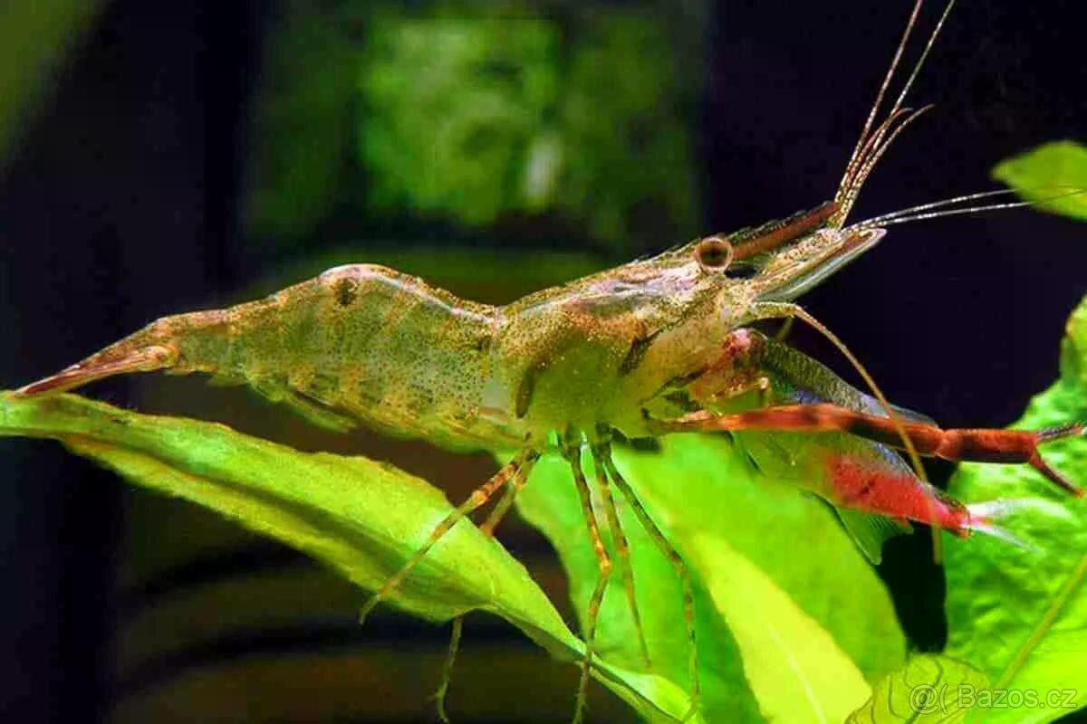 Macrobrachium assamense