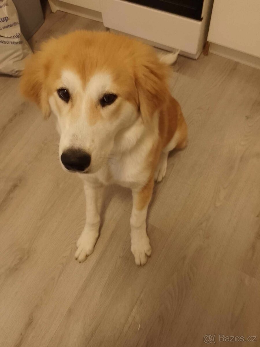 Prodám štěně akita křížená s Labradorem