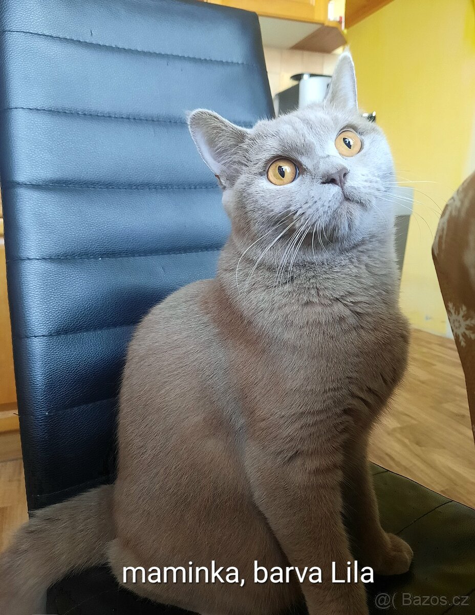 Britska kočka