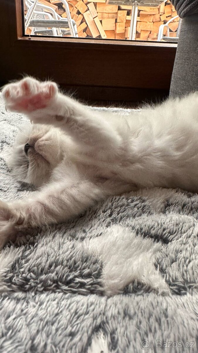 Ragdoll koťata