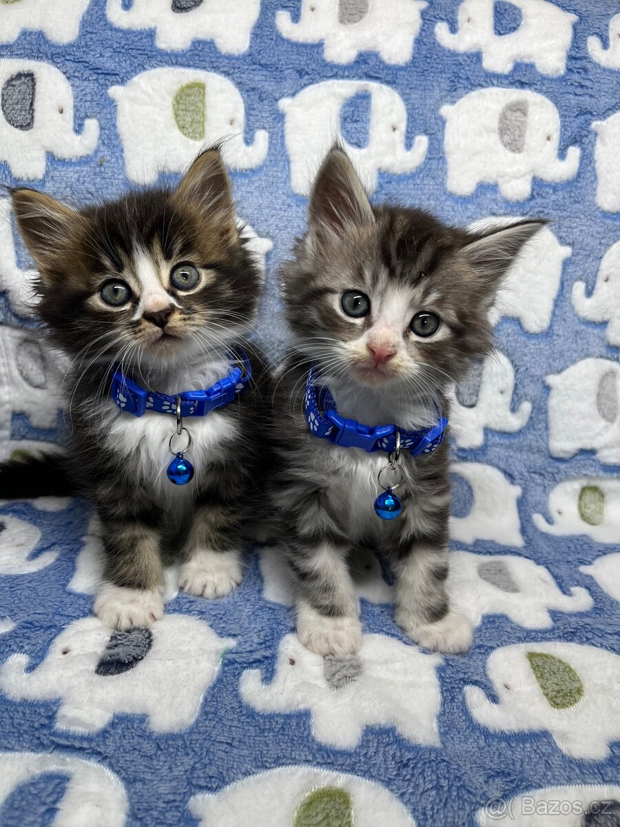 Maine coon mainská mývalí