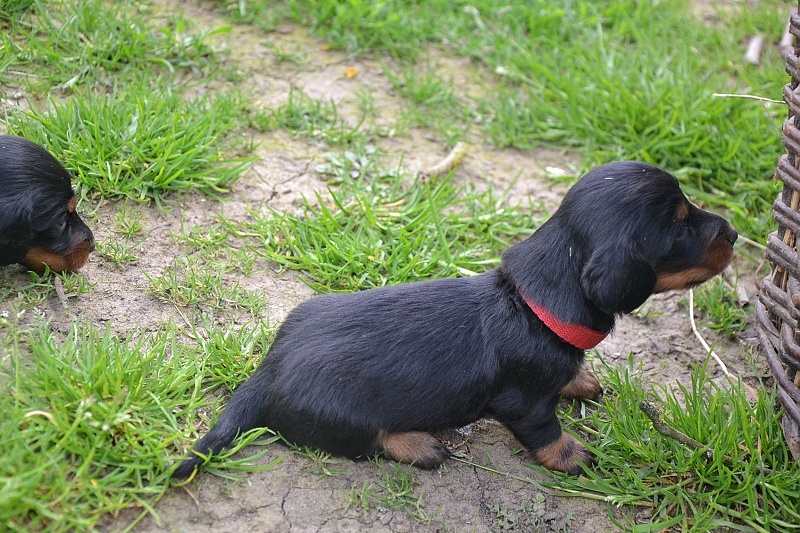 Jezevčík dlouhosrstý standardní