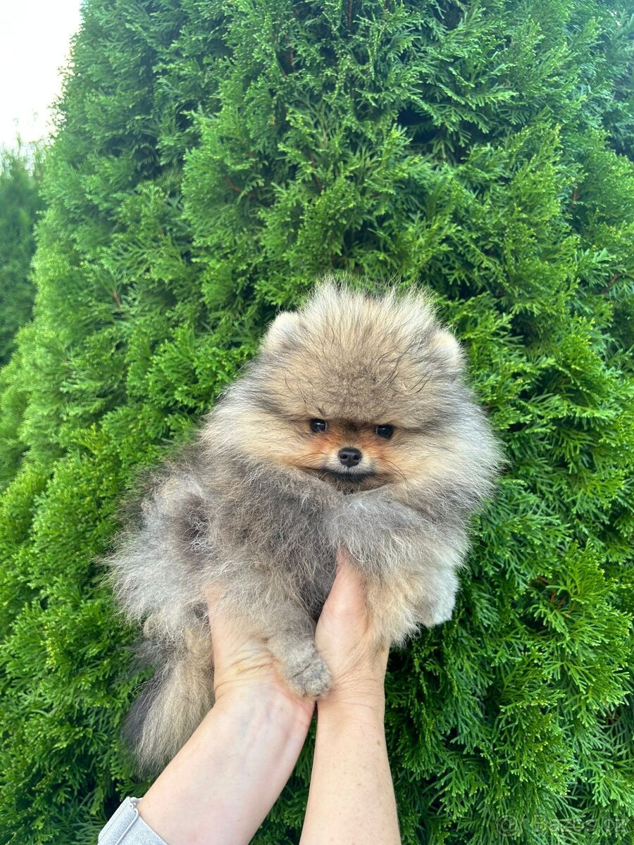 Pomeranian s PP,  Chovatelská stanica Nucháčik poms