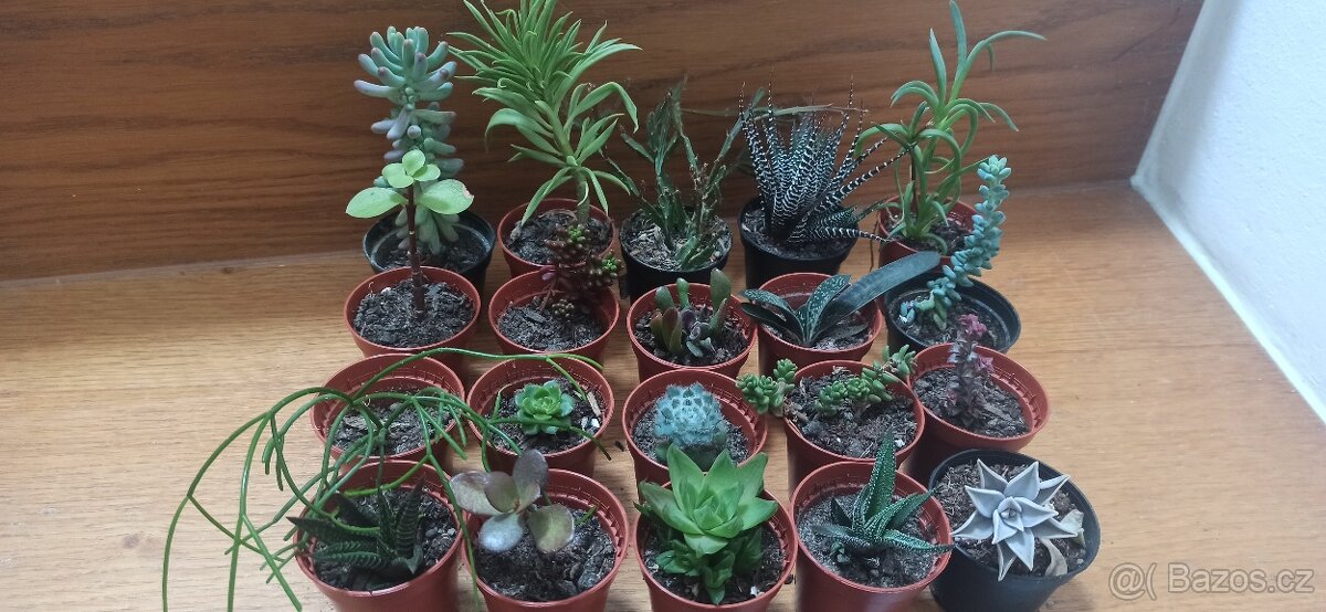 Sukulenty - vysluzka na svatbu
