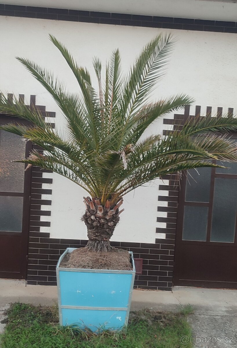 Palma datlová