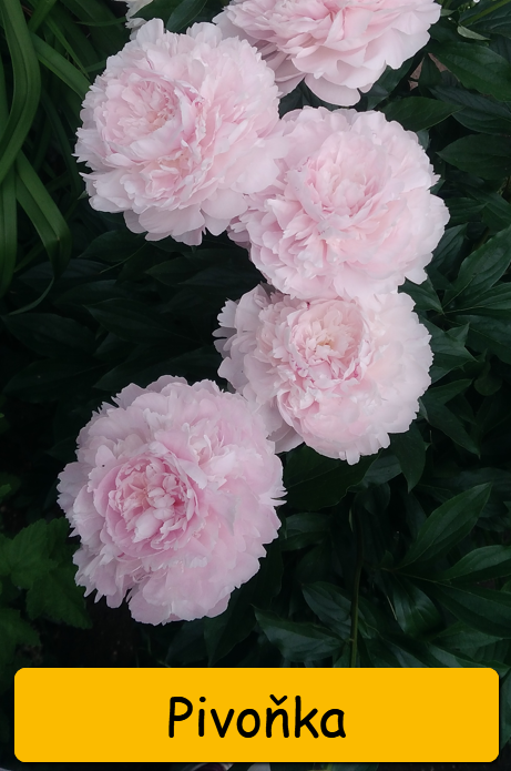 Odkopky trvalek a skalniček