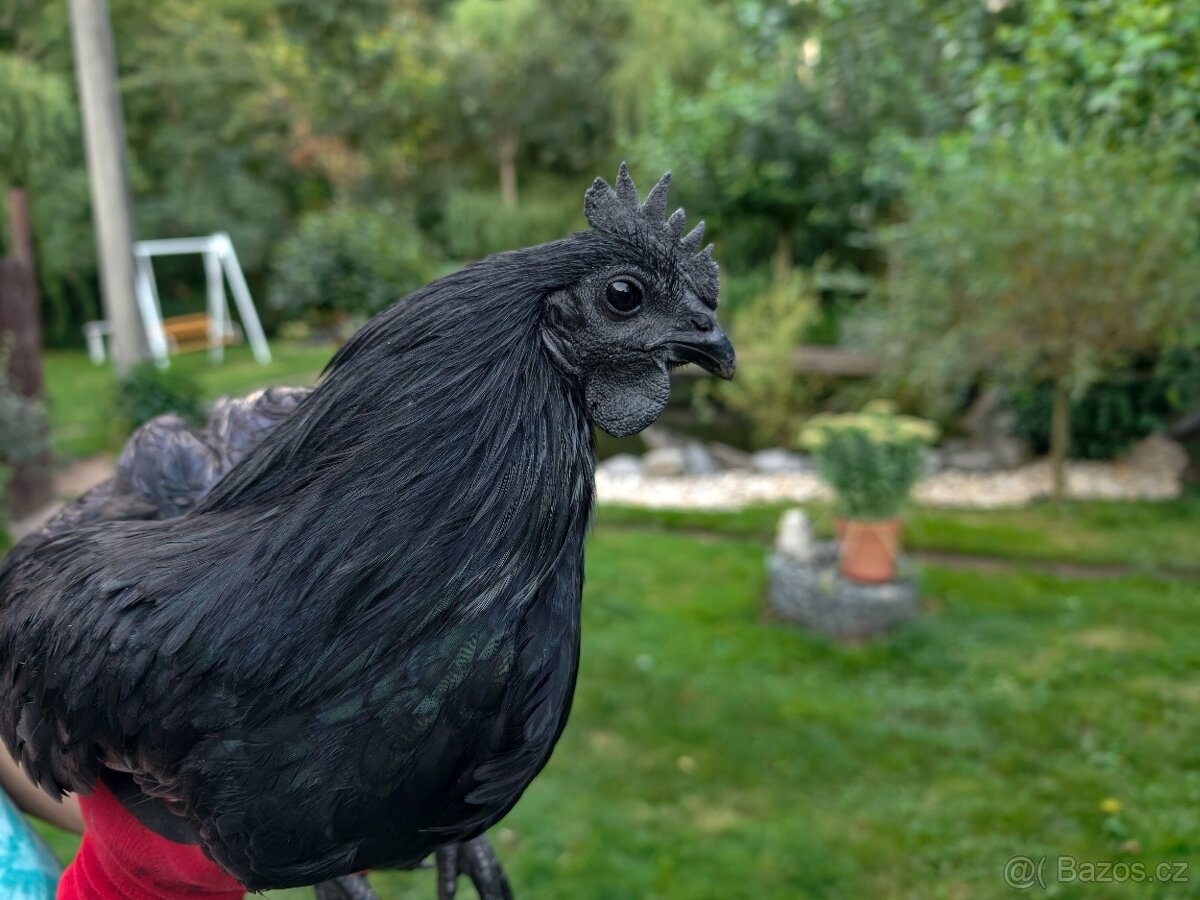 Cemani kohout