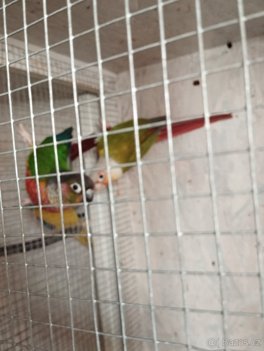 Pyrura
