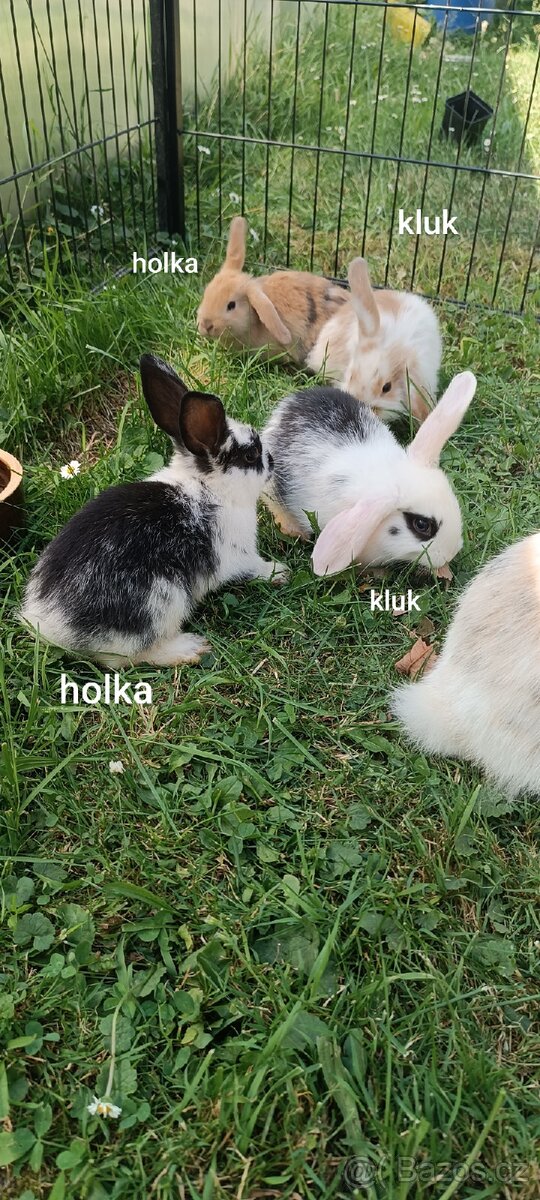 Zakrslí beránek