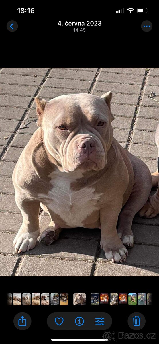 American Bully