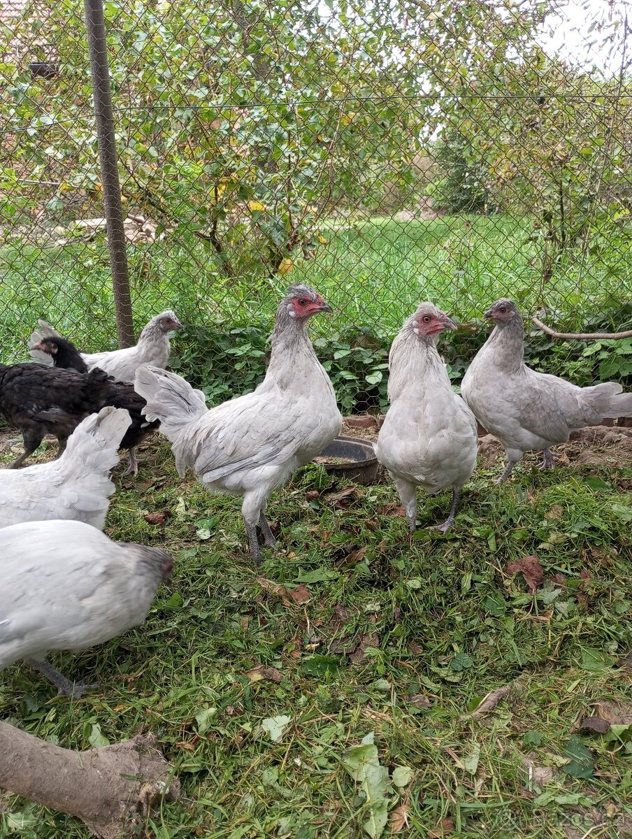 Araukana kohout