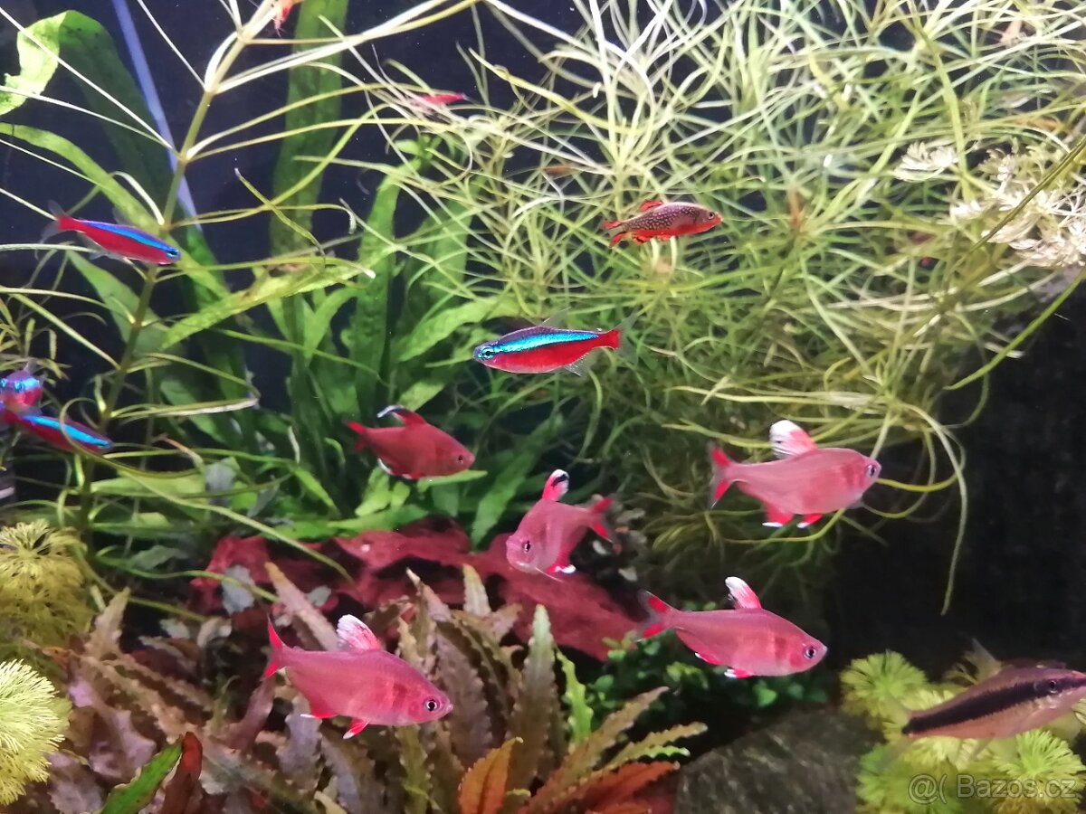 Krásné rybičky a krevetky rychlé vyzvednutí sleva