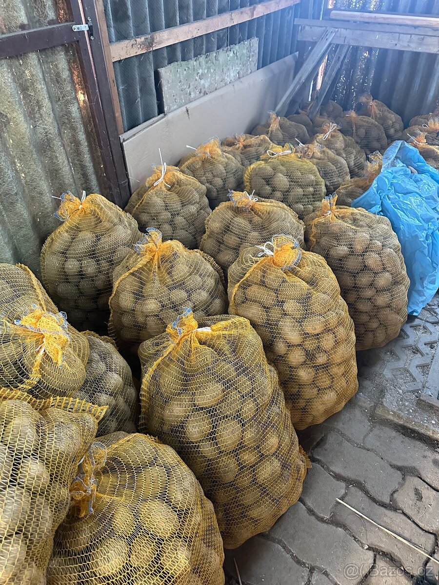 Brambory na uskladnění