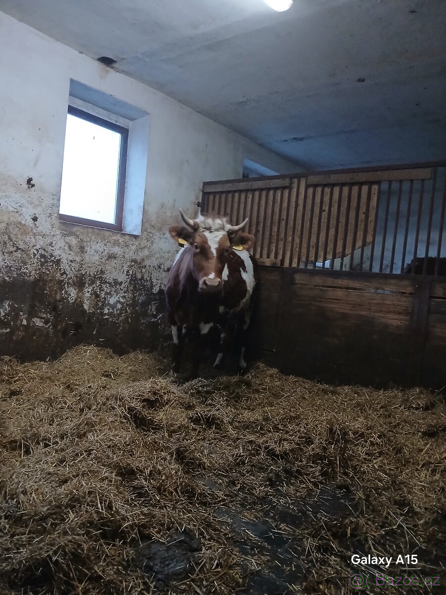 Prodám brezi jalovici