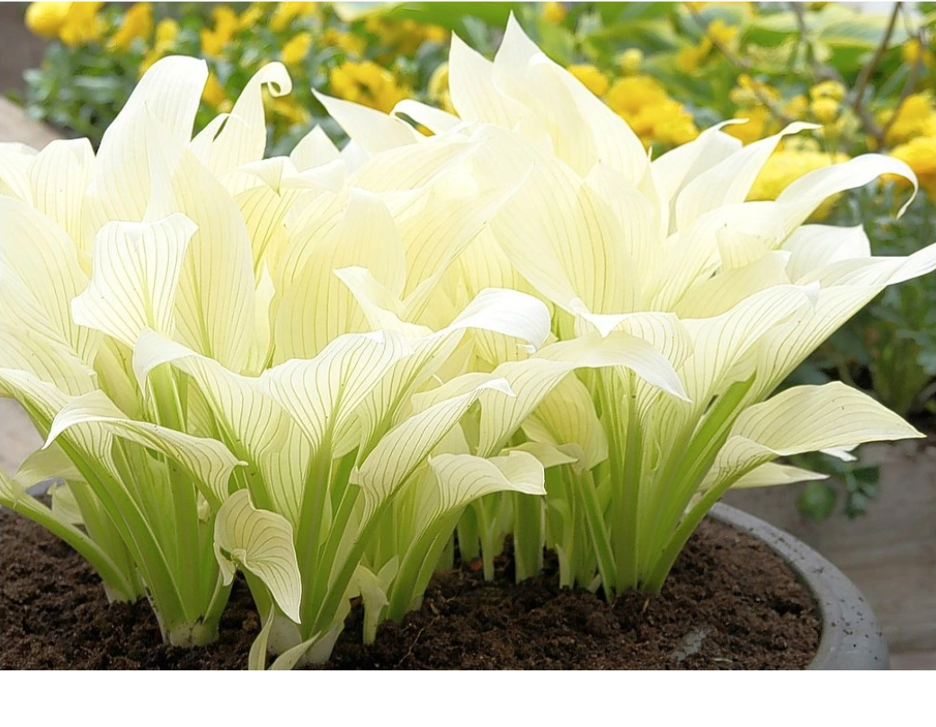 Hosta (bohyška) white feather