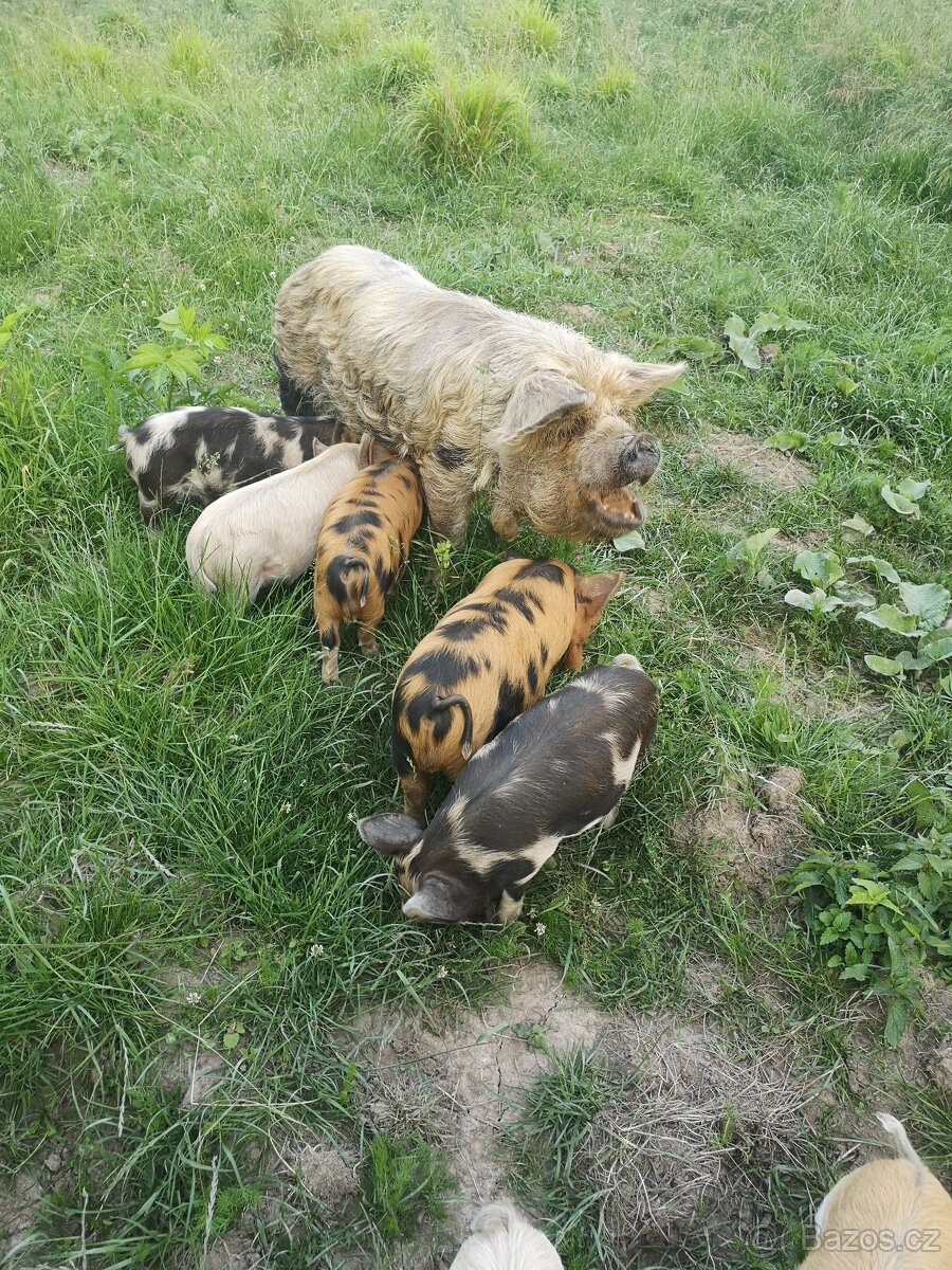 Čistokrevná selata kune kune