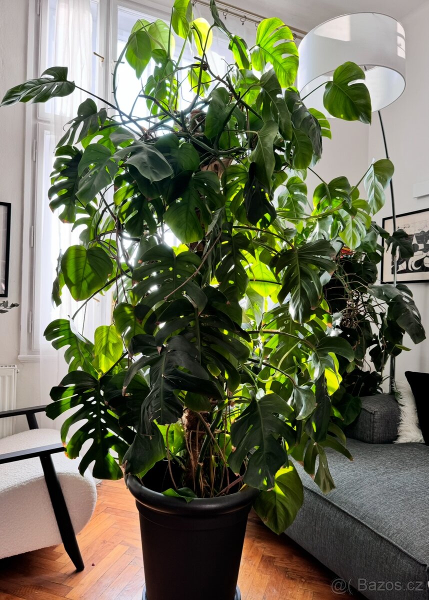 MONSTERA 2 metry