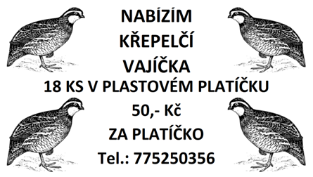 nabízím křepelčí vajíčka