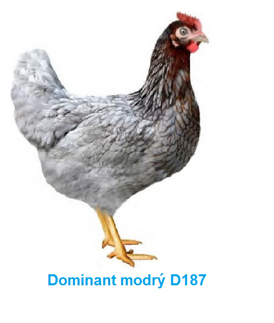 Kuřata Dominant, Kalimero, Ross - 2026
