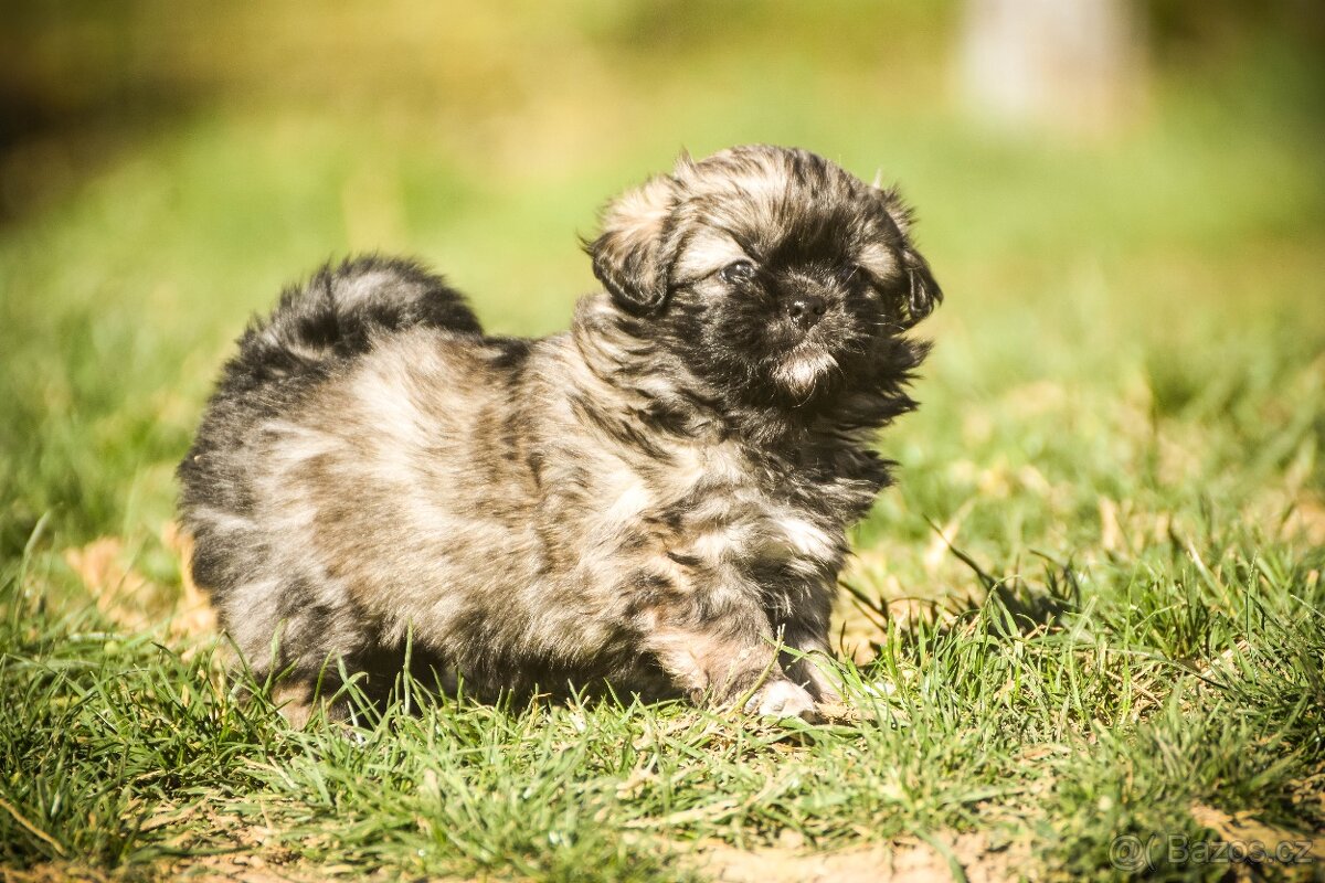 Tibetský španěl - štěňátka s PP