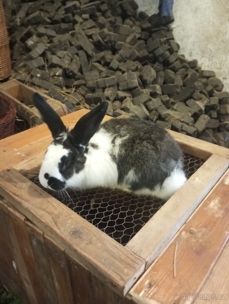 Králíci
