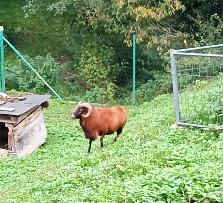 Prodám kamerunského berana