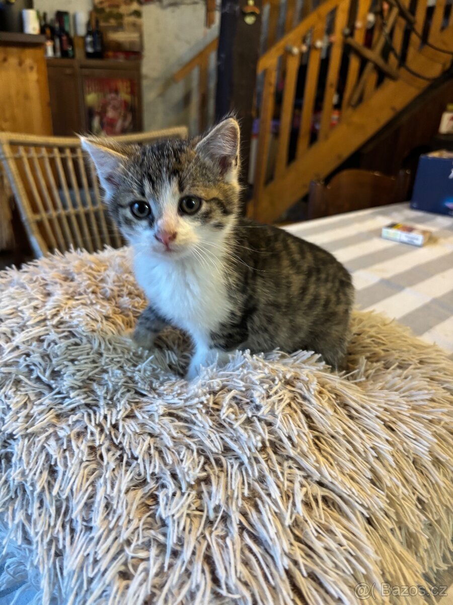 Koťátka k odberu