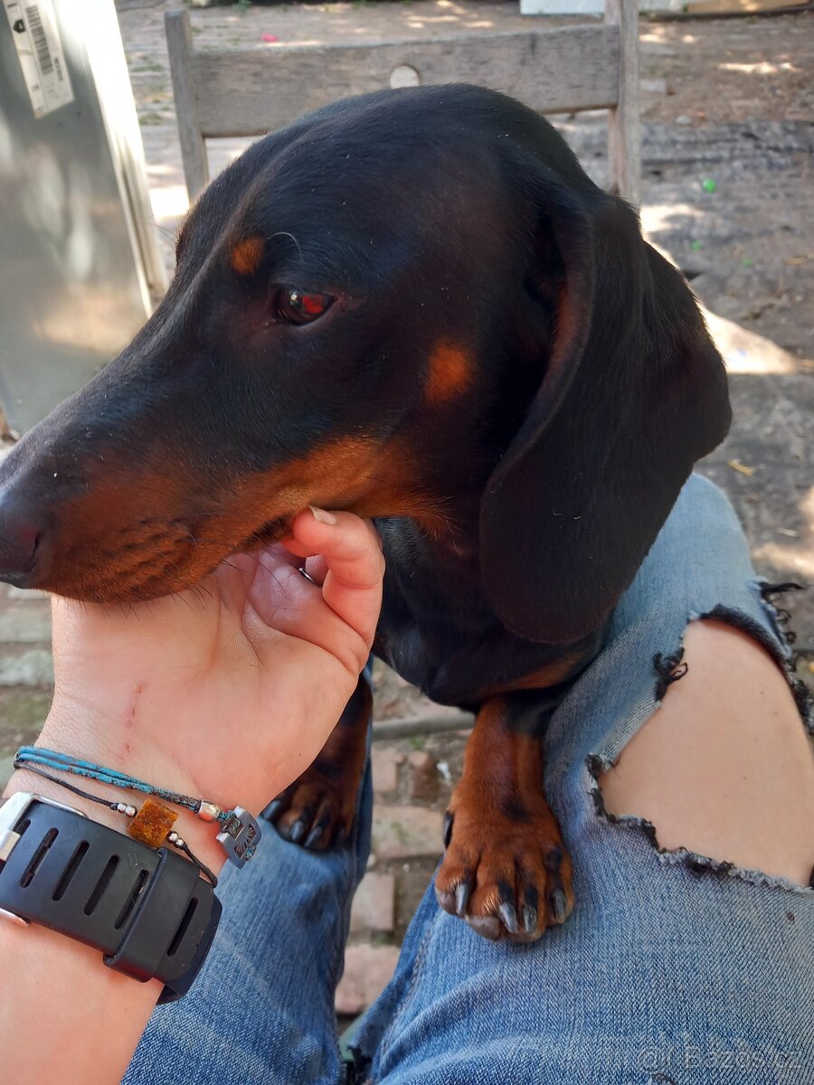 Jezevčík hladkosrstý