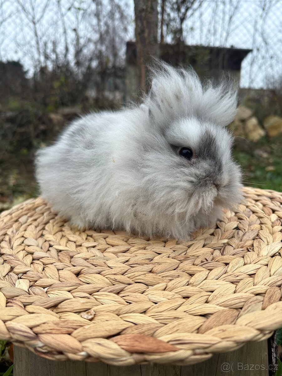 Zakrslý králík lvíček