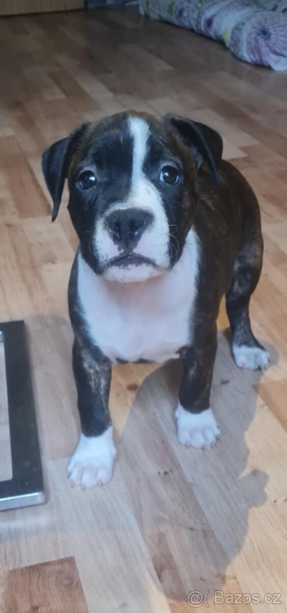 Americký stafordšírský teriér