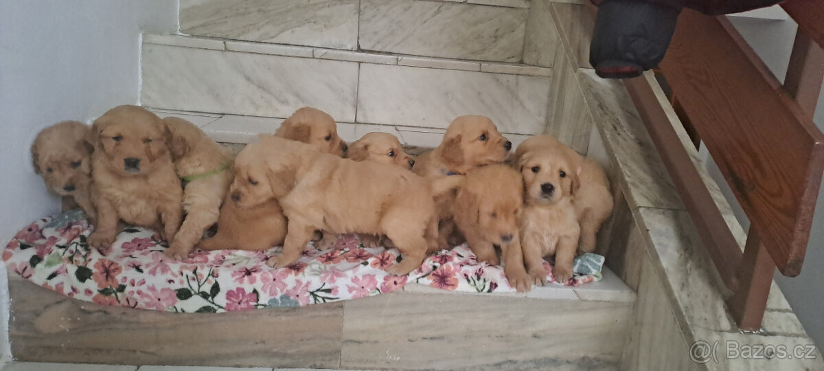 Zlaty retriver - odvěr k Vanocun