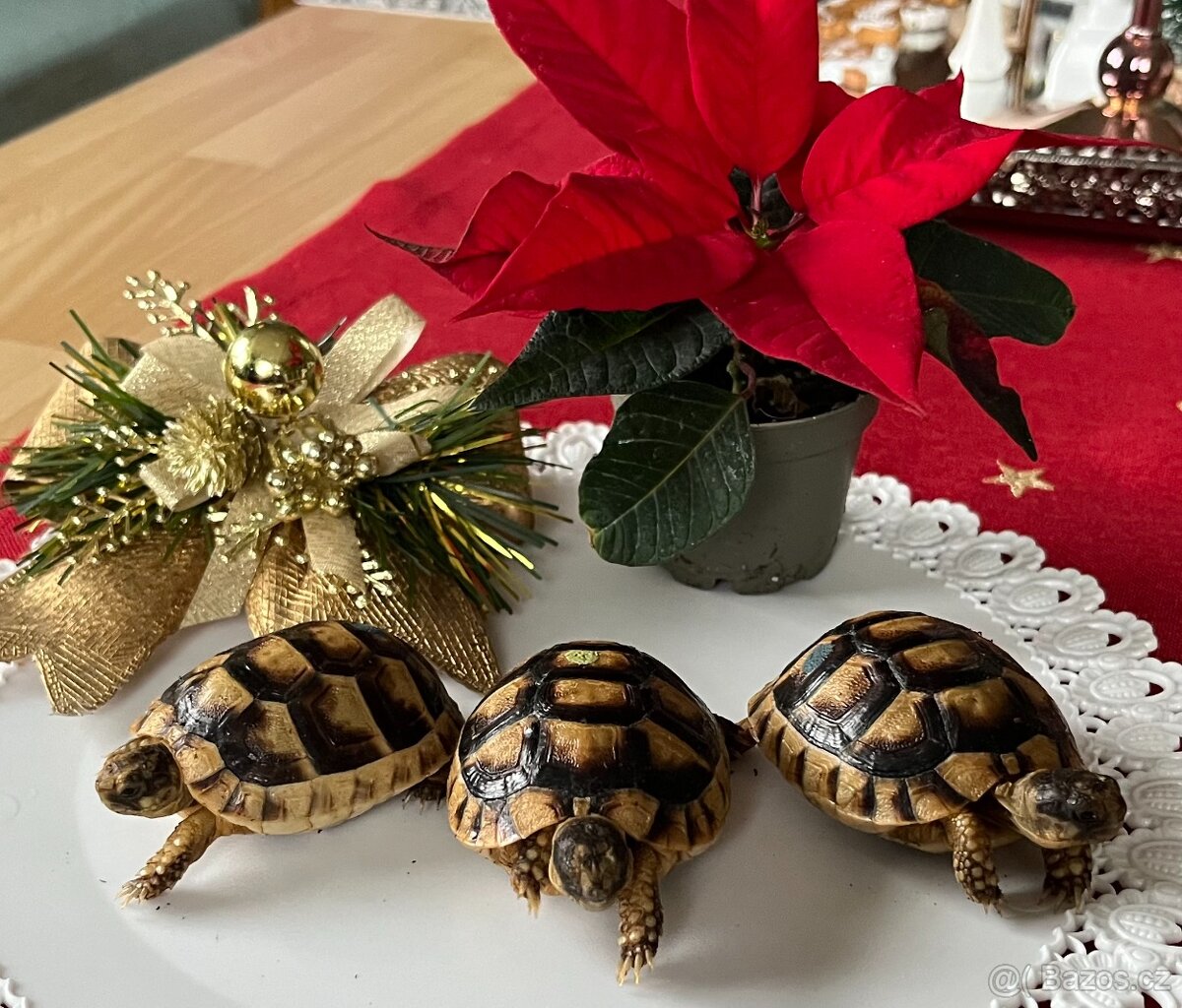 Suchozemská želva Vroubená - Testudo Marginata