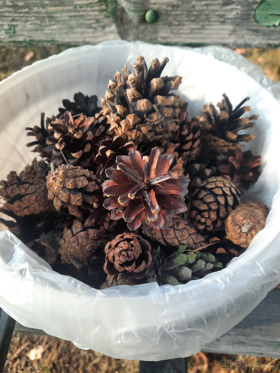 Borovicové šišky za 1 Ķč