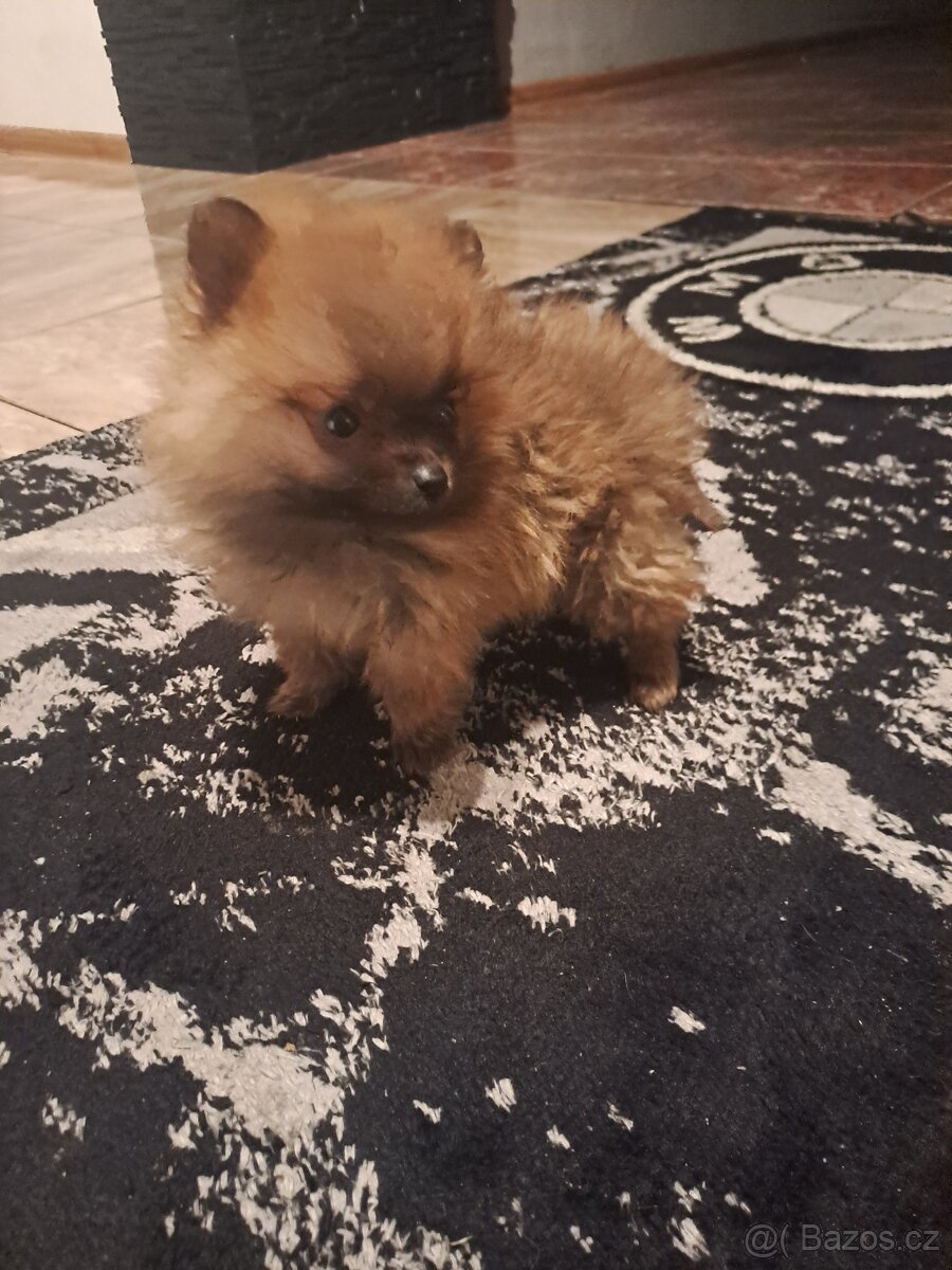 Pomeranian