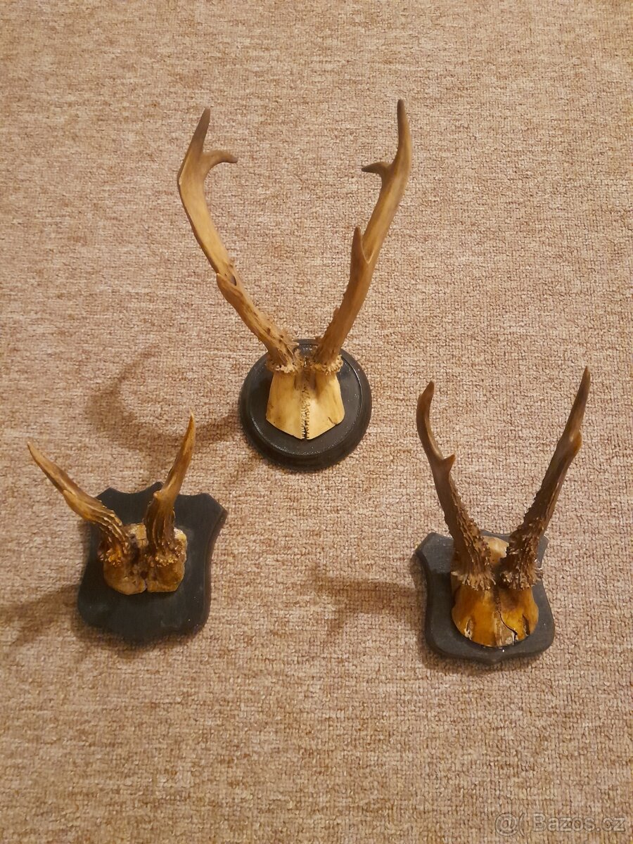 Srnčí paroží - trofeje