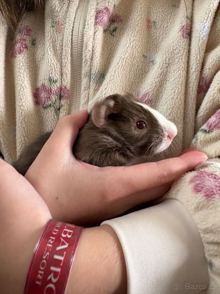 Prodám morčata - kluci