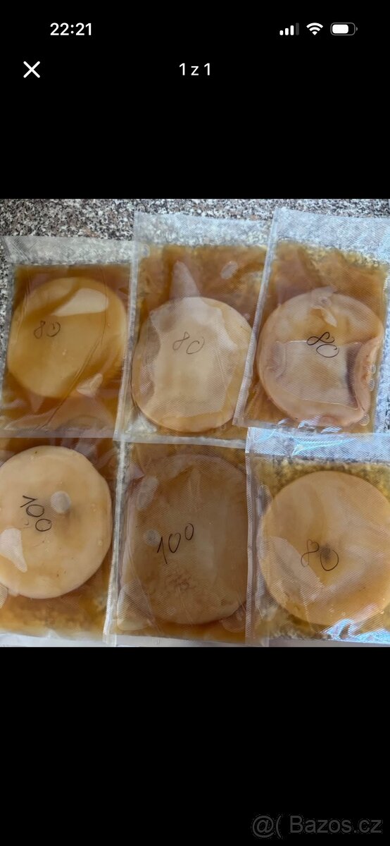 Kombucha scoby + násada