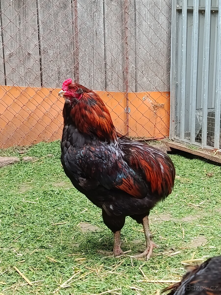 Araukana kohout
