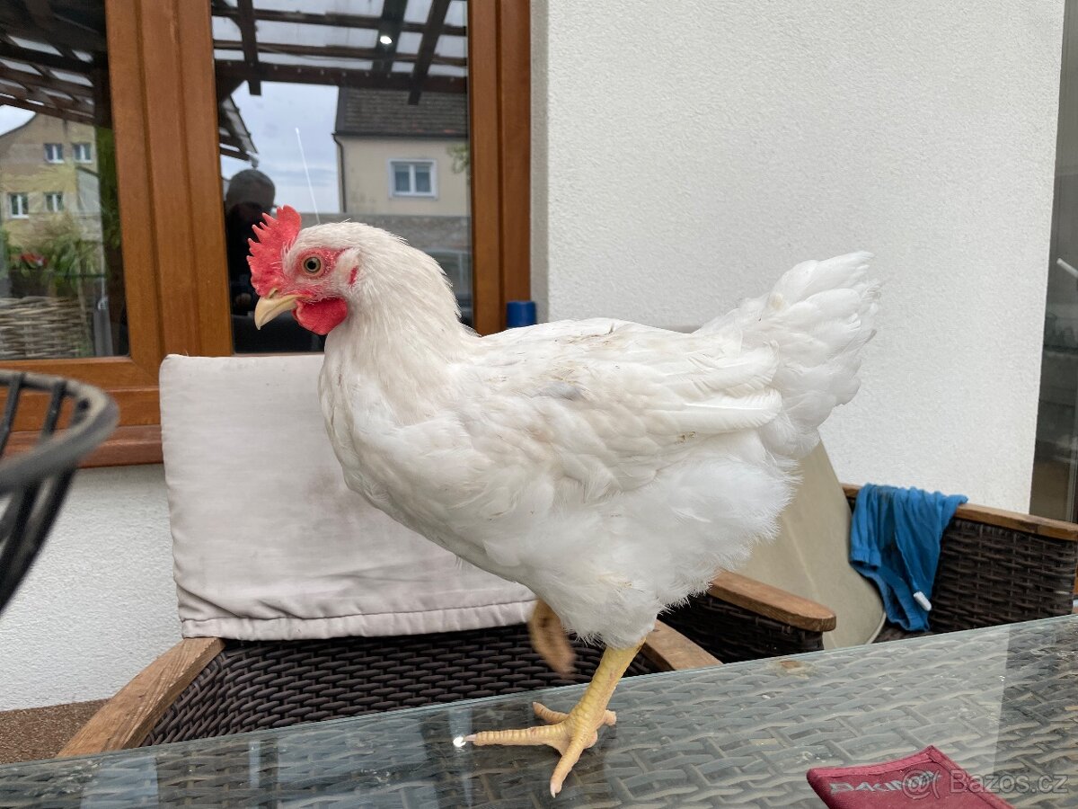 Kohouti