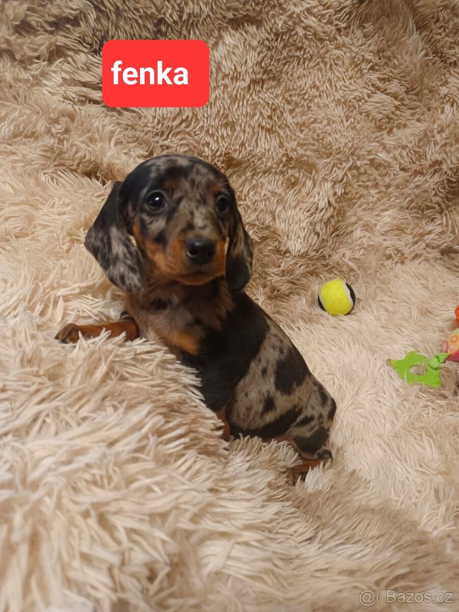 Jezevčík hladkosrstý trpasličí