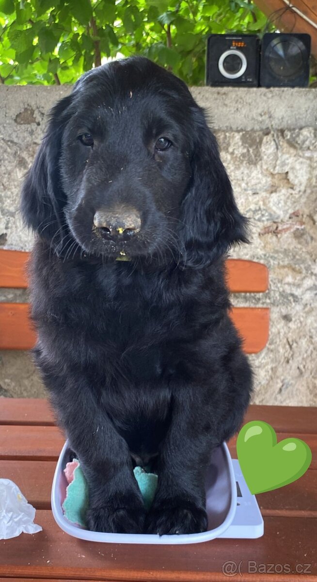 Flat coated retriever