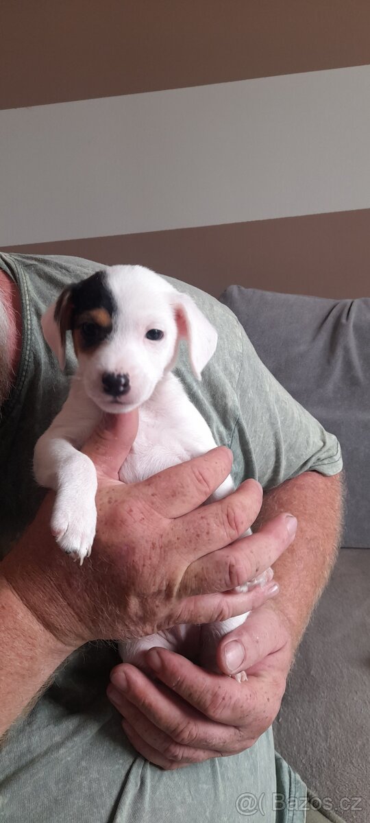 Jack Russell