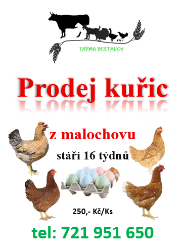 Prodej kuřic