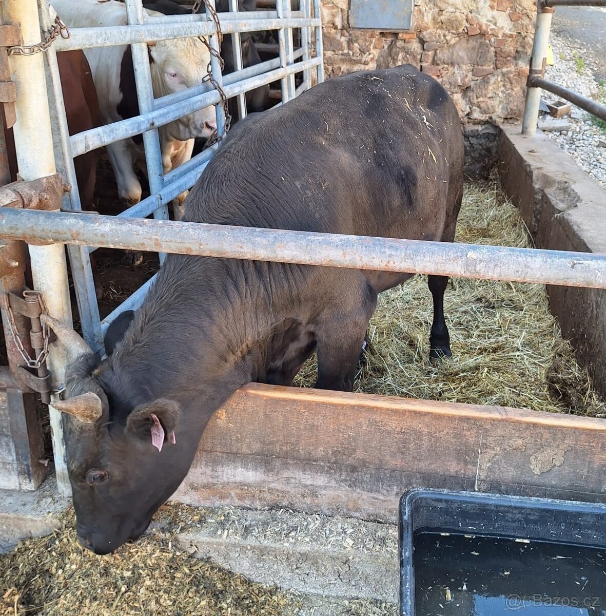 Plemenný býk wagyu