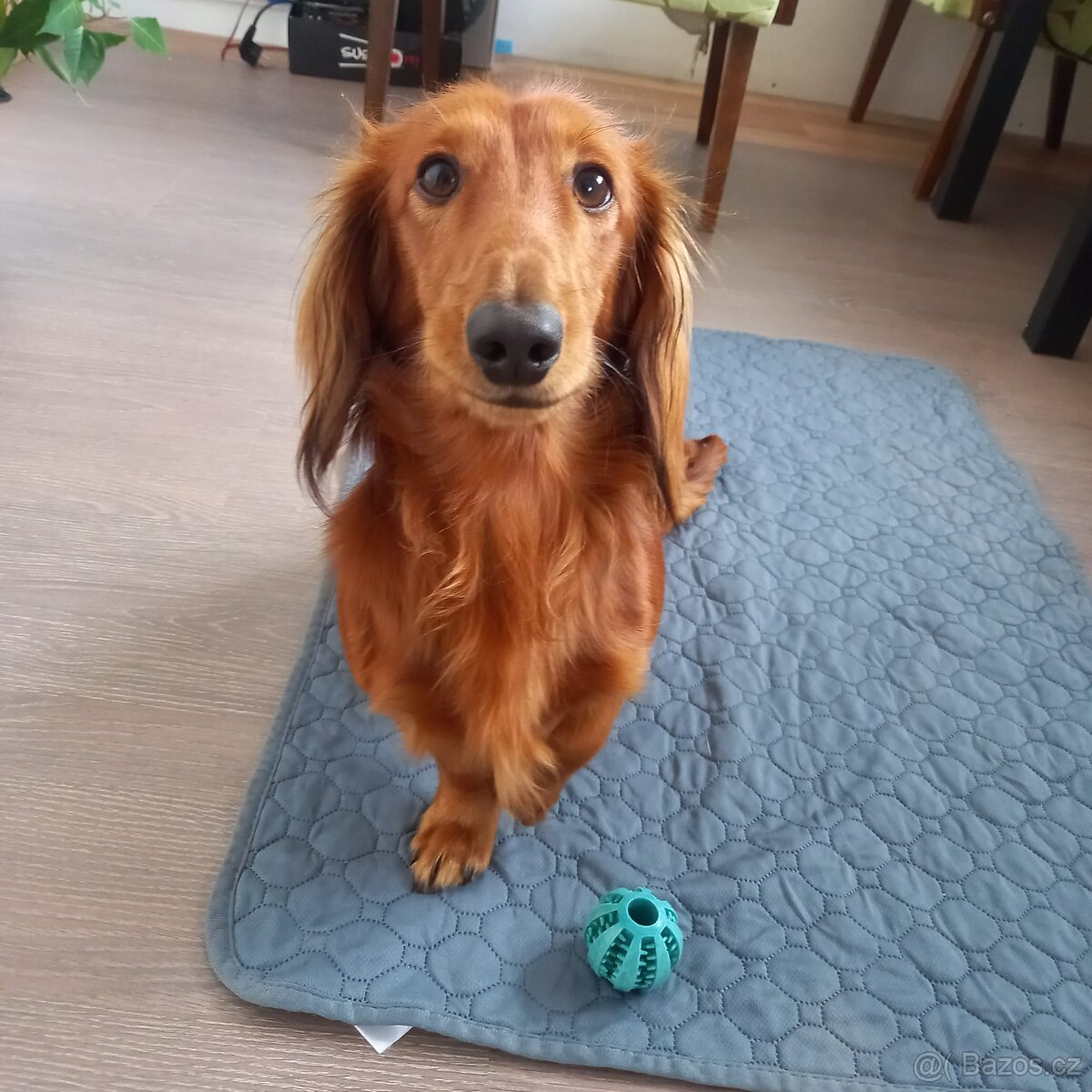 Dlouhosrstý trpasličí jezevčík ke krytí