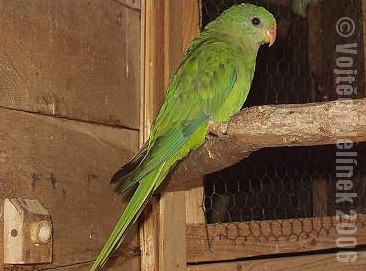 Koupím samici papouška Nádherného