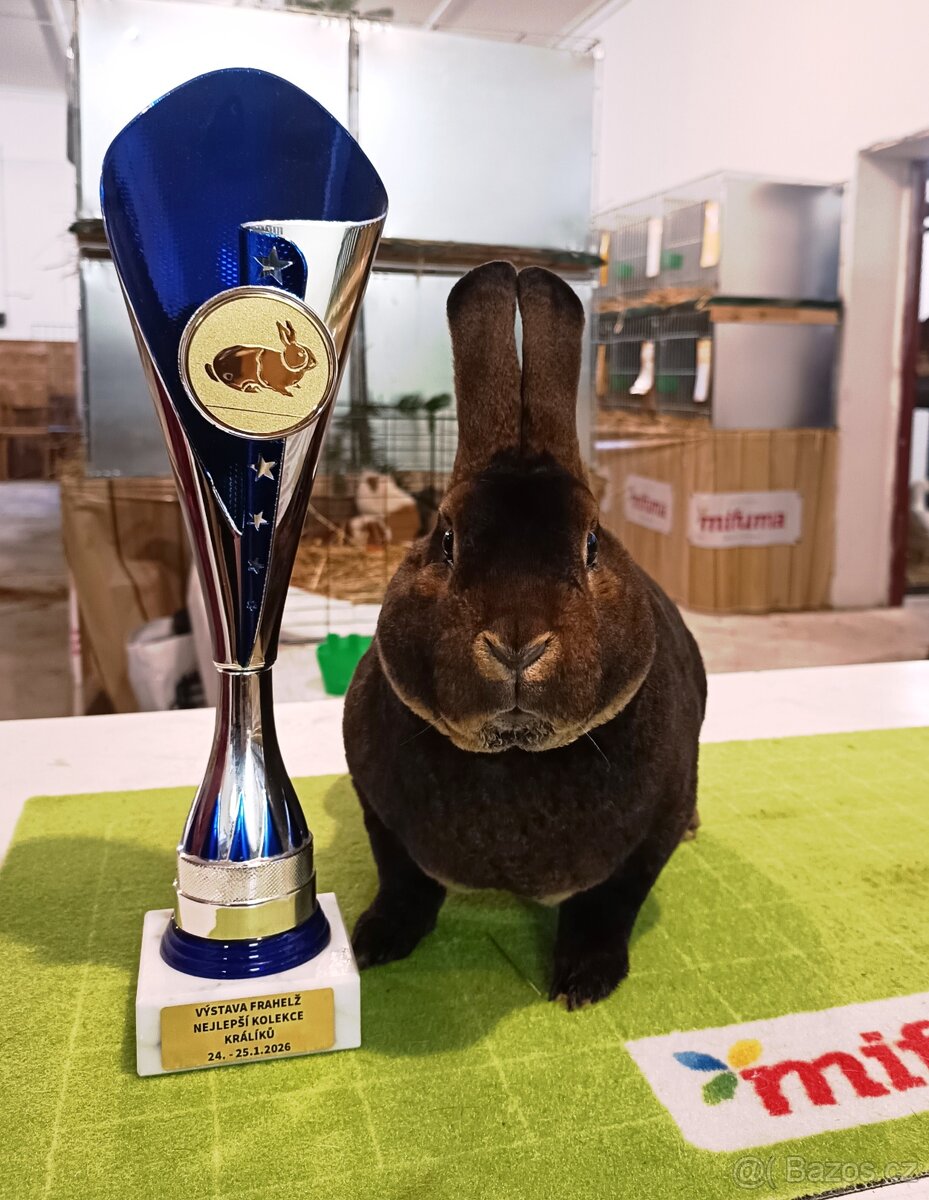 Samec Kastorex do chovu