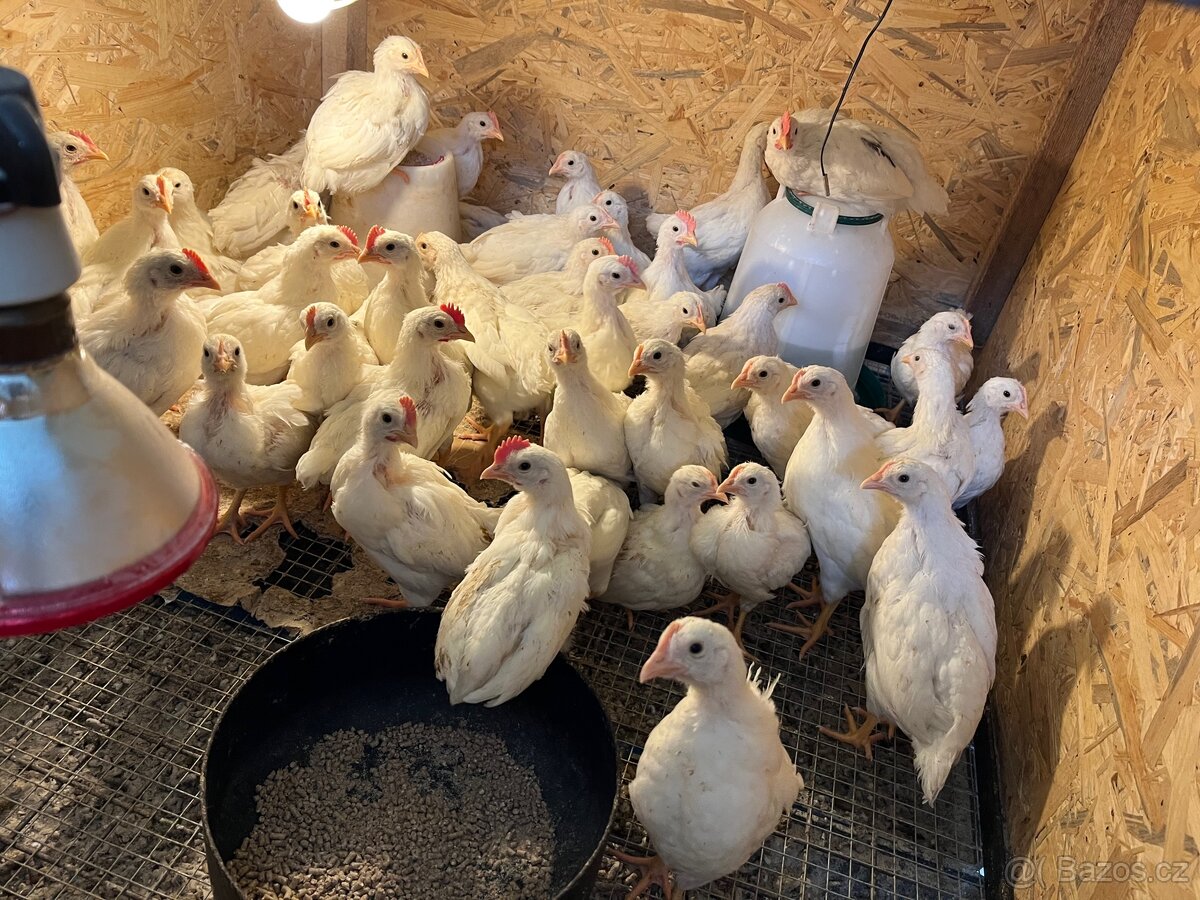 Kuřata Leghorn slepičky