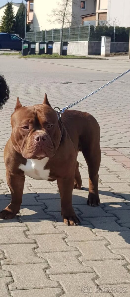American Bully Pocket
